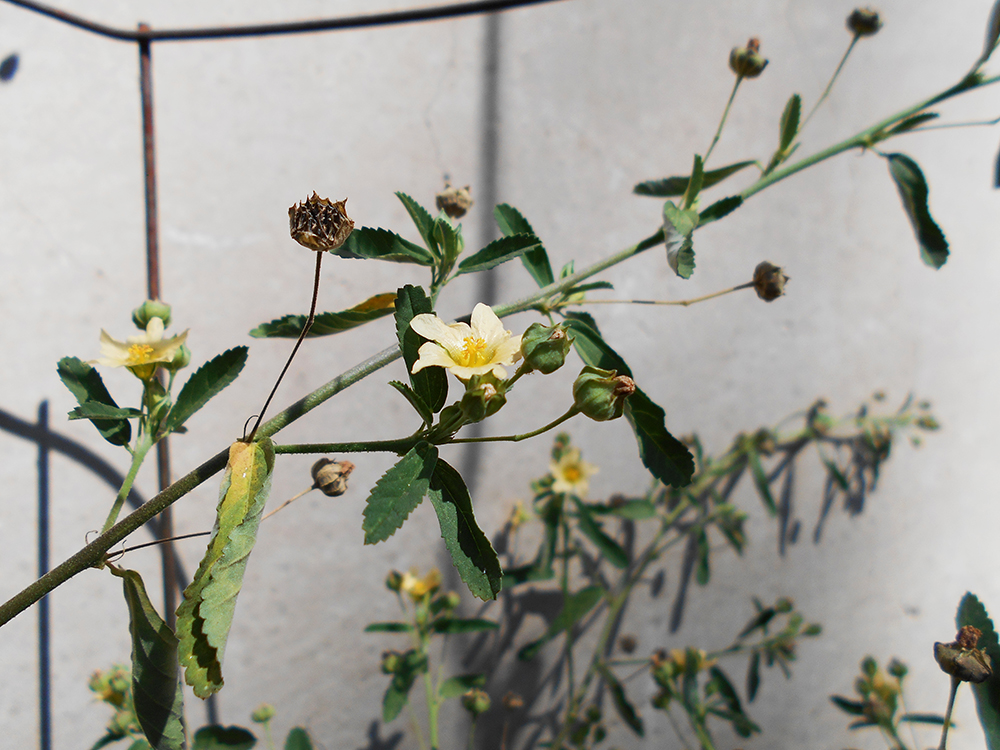 Planter Sida plants against a wall